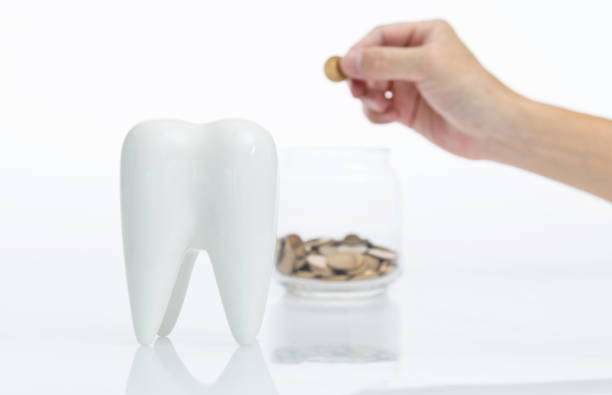 Coins and tooth model on white background.